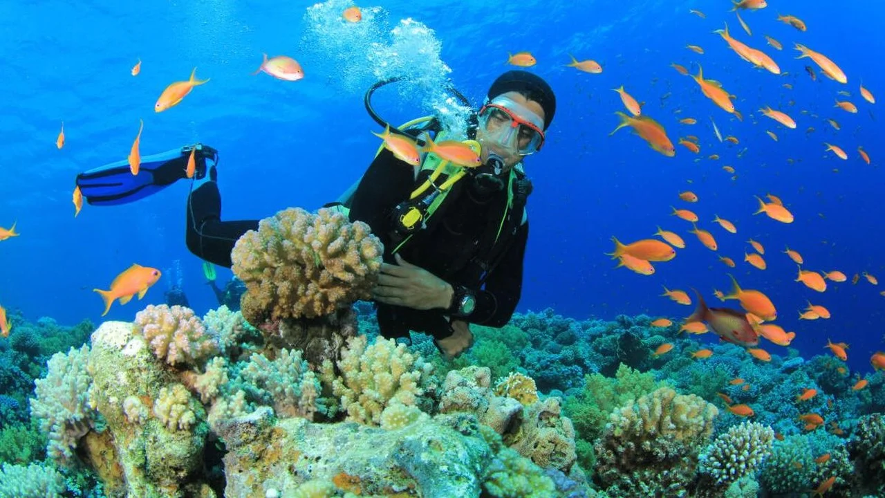 2026世界海洋日剖析：潜水运动对安达曼Karen与Ranchi社区战术